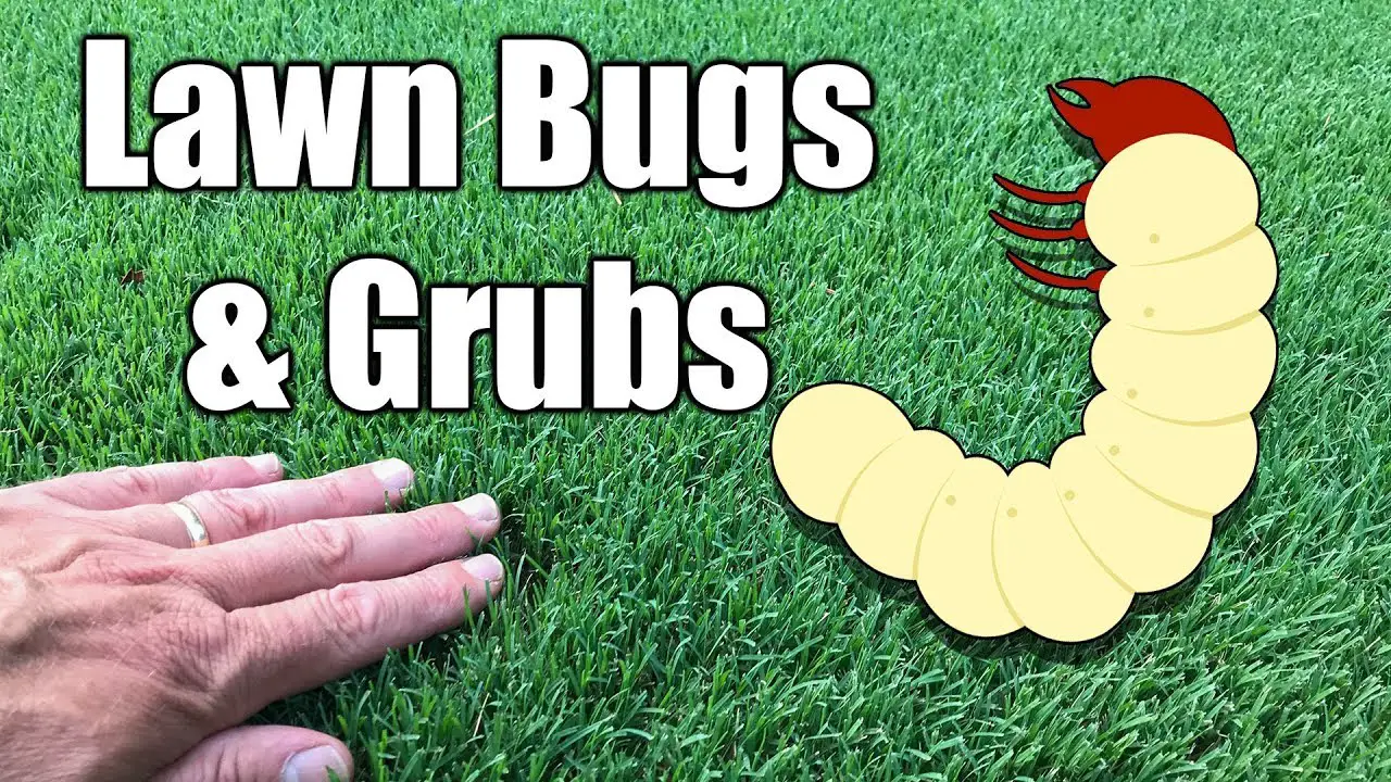 How to Kill Grubs in Lawn