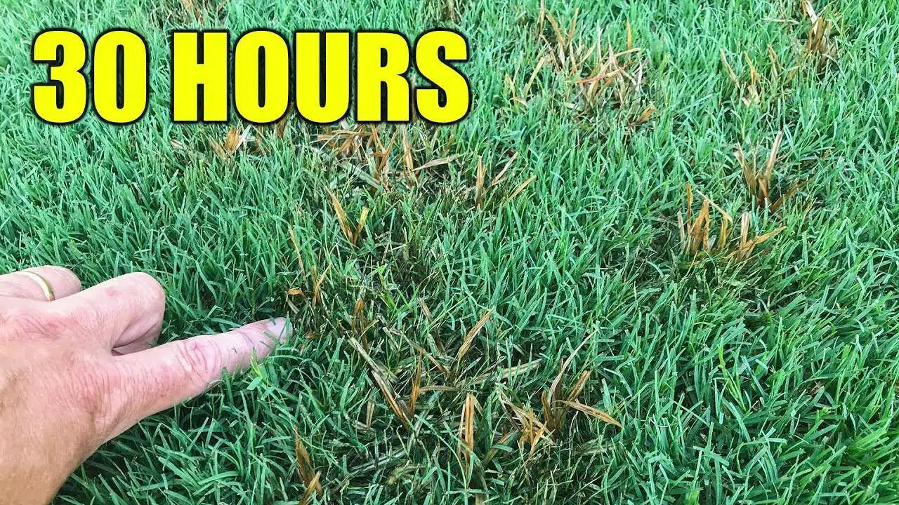 How to Kill Nutsedge in Lawn