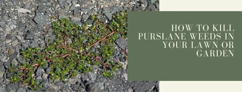 How to Kill Purslane Weeds in Your Lawn or Garden