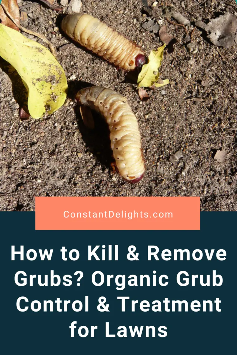 How to Kill &  Remove Grubs? Organic Grub Control &  Treatment for Lawns ...