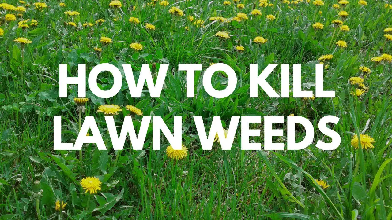 How to kill the most troublesome UK lawn weeds