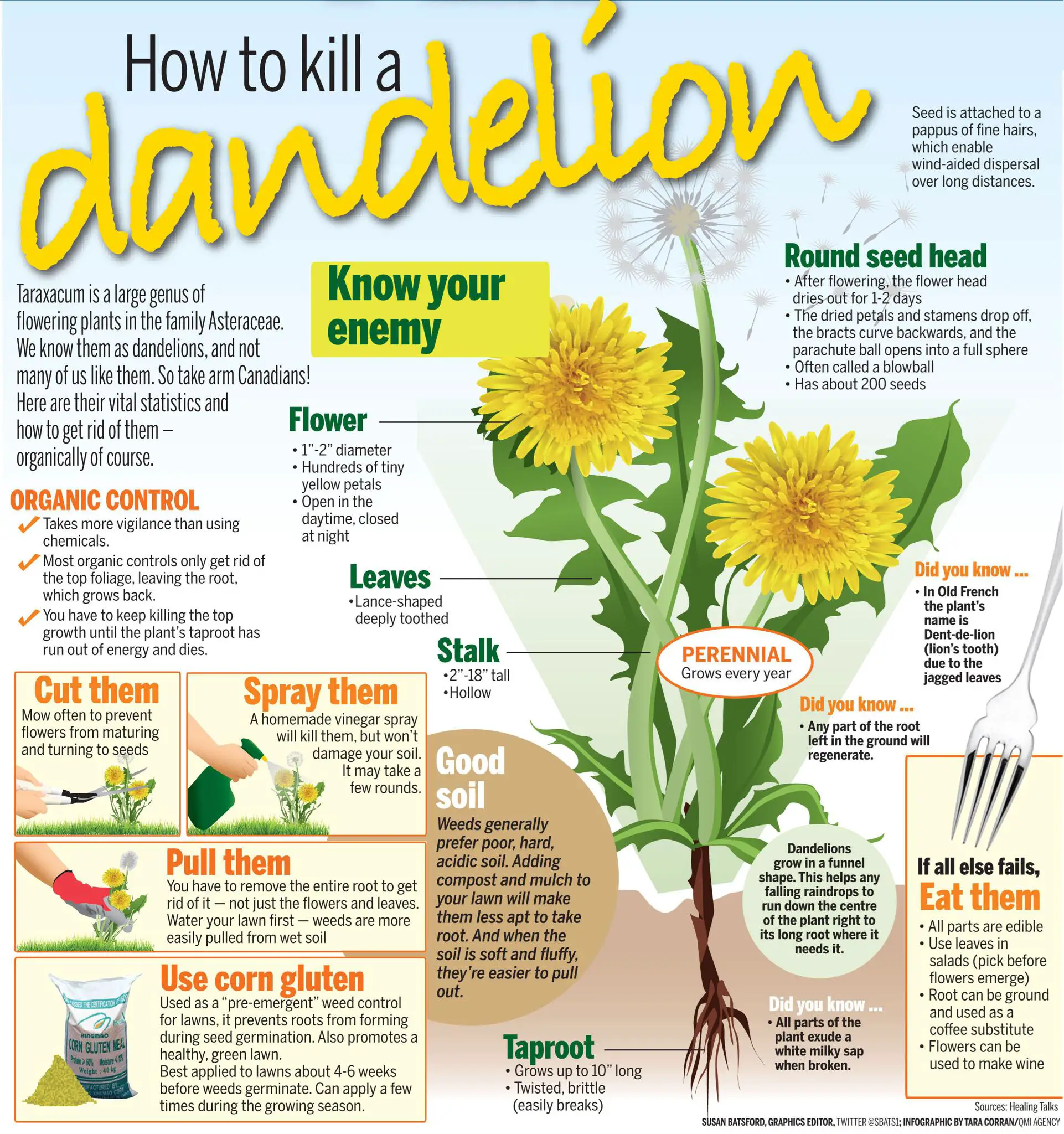 How to Kill Weeds and Dandelions in Your Lawn