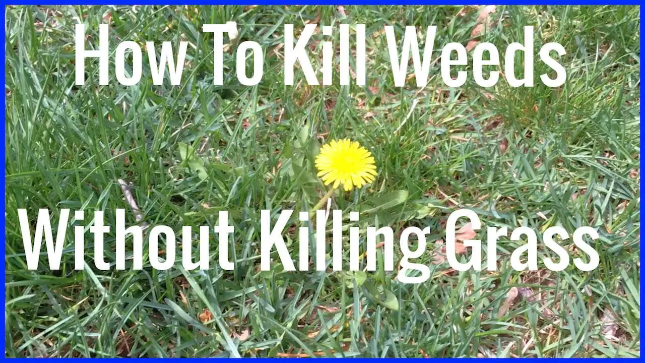 How to kill weeds but not the lawn