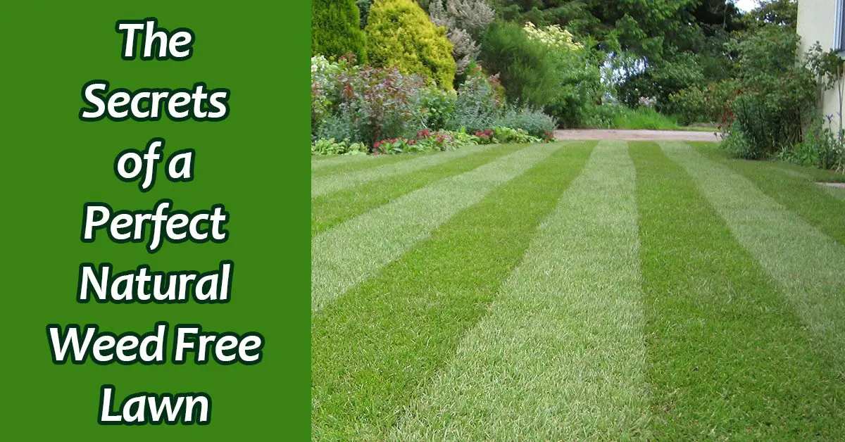 How to Kill Weeds in Grass without Killing the Grass, Lawn ...