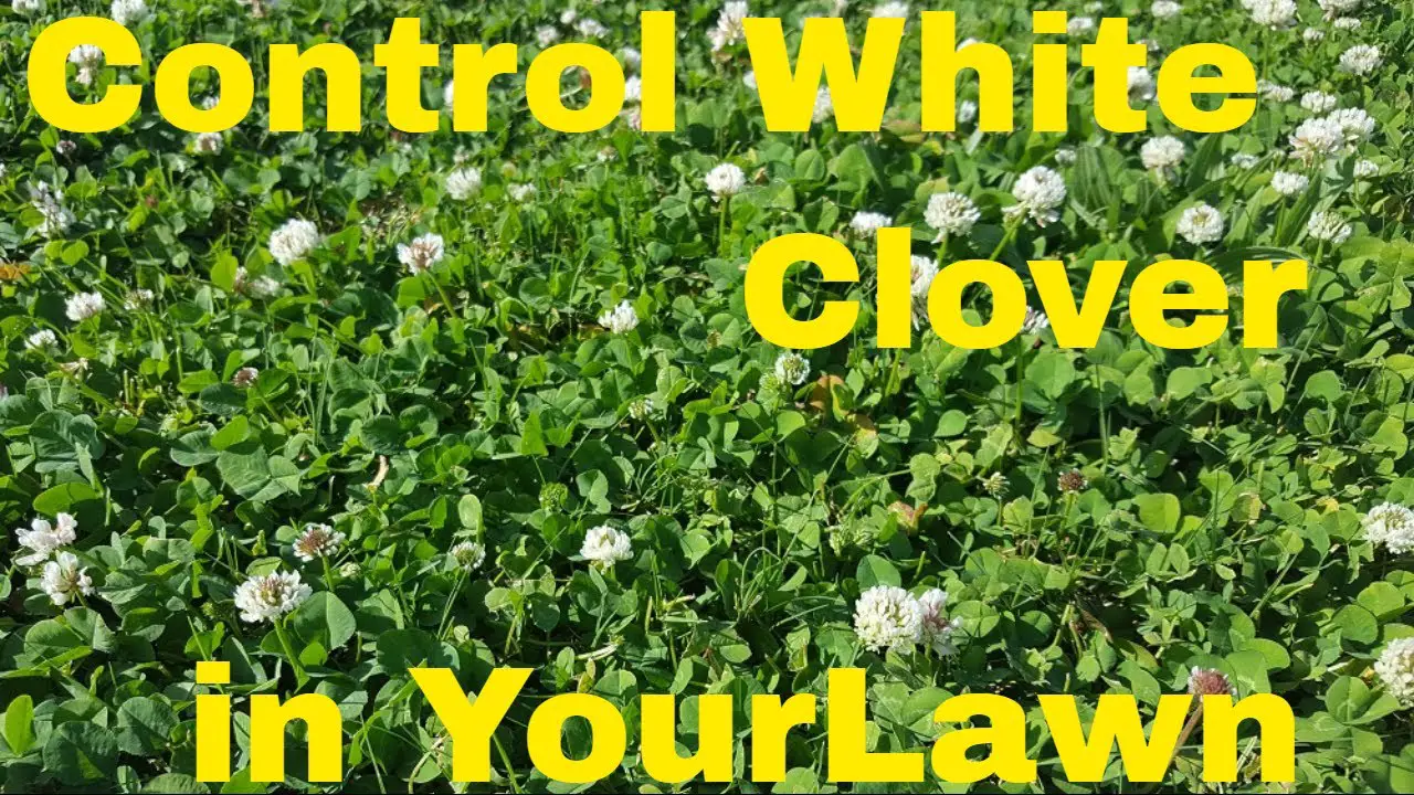 How to Kill White Clover