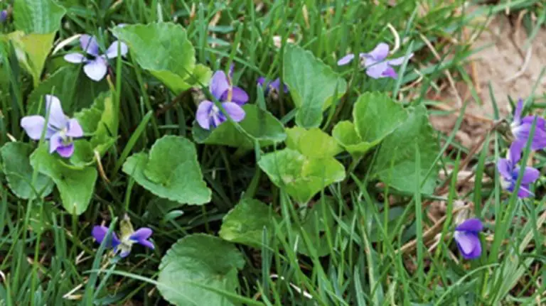 How To Kill Wild Violet Weeds In Lawn