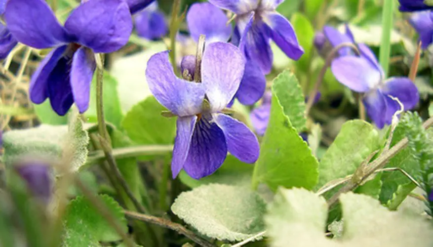 How to Kill Wild Violets Growing in the Yard Without ...