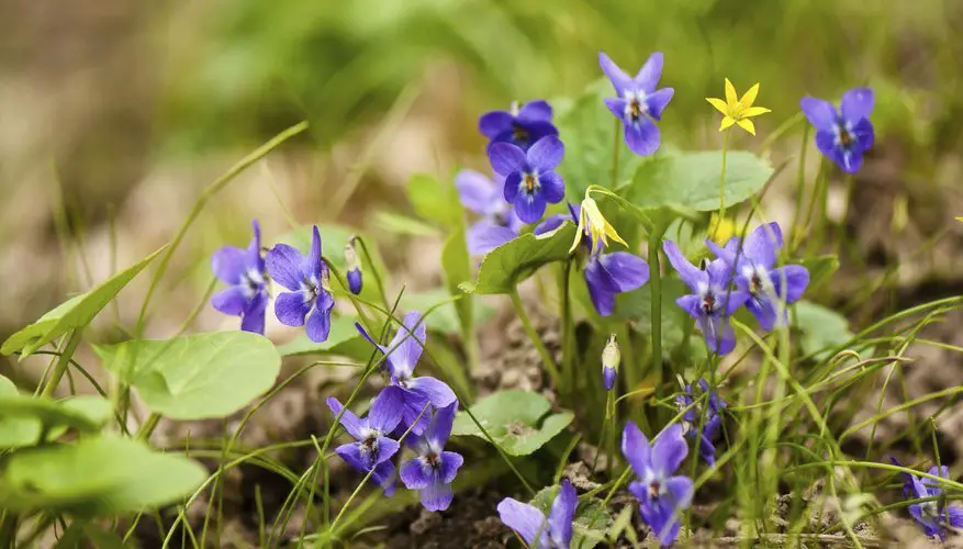 How to Kill Wild Violets in Lawns