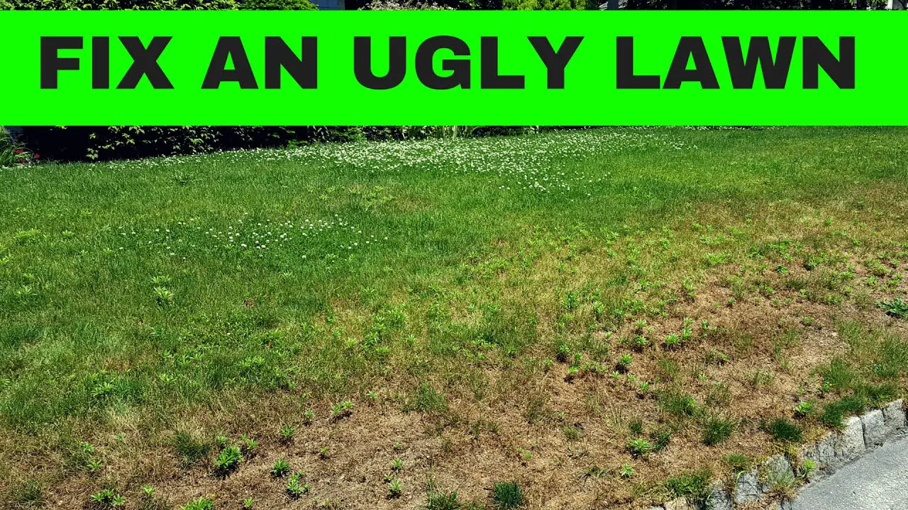 How to make an ugly lawn, an amazing lawn