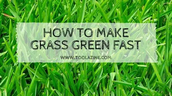 How To Make Lush Green Grass Fast : 6 Actionable Steps