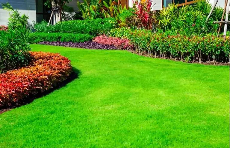 How To Make Your Grass Greener And Thicker