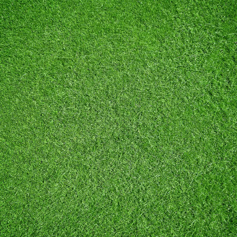How to Make Your Lawn Thicker and Greener