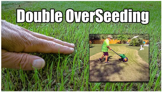 How to Overseed Lawn in the Fall Lawn Care