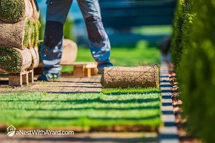 How To Overseed Lawn Without Aerating 2021