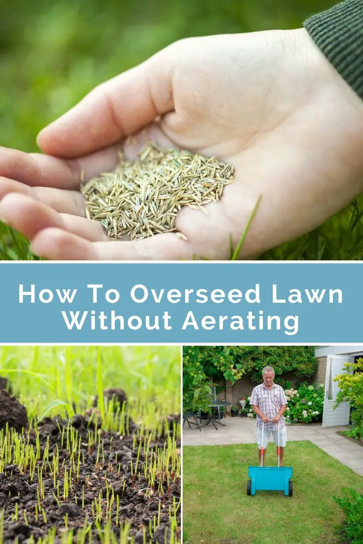 How To Overseed Lawn Without Aerating