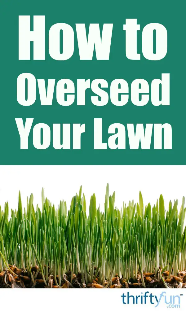 How to Overseed Your Lawn