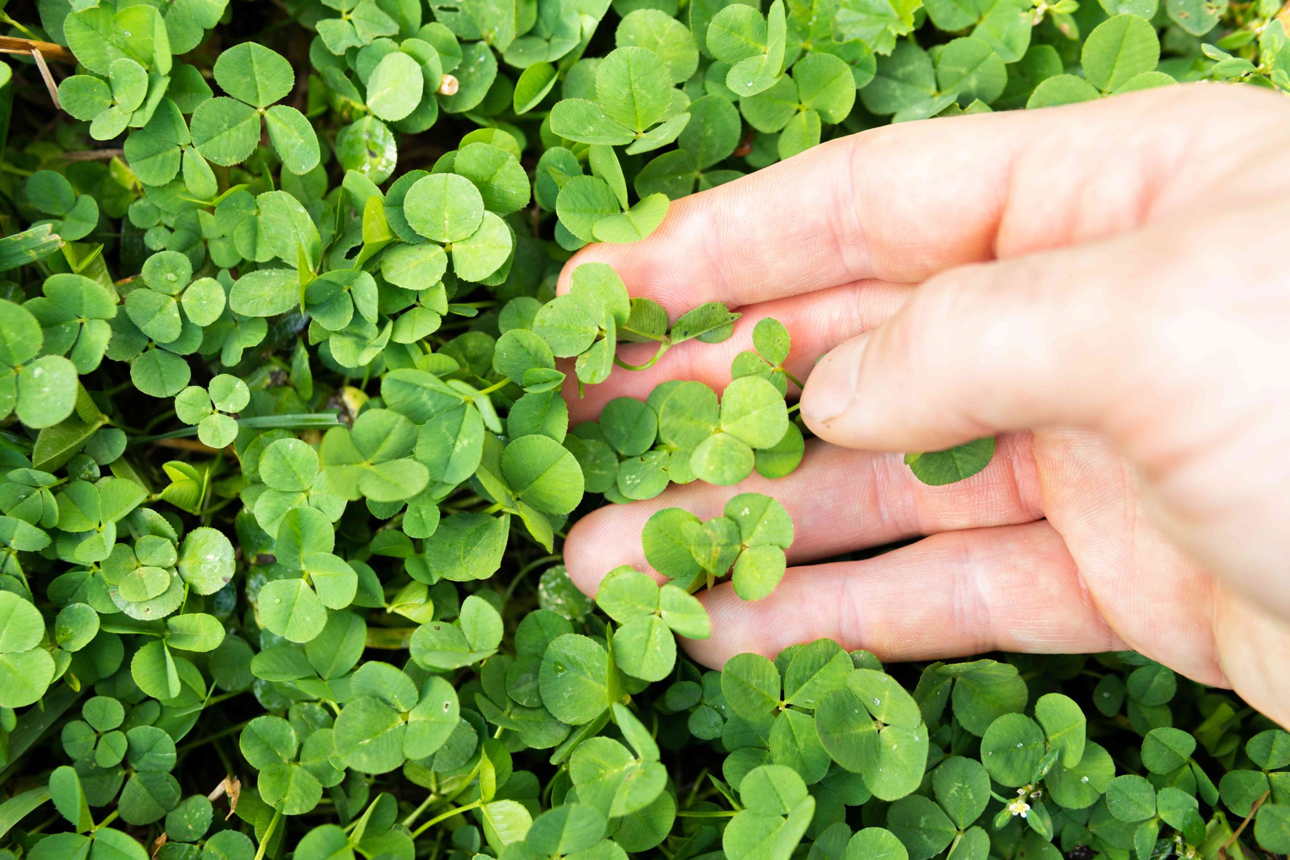 How to Plant a Clover Lawn