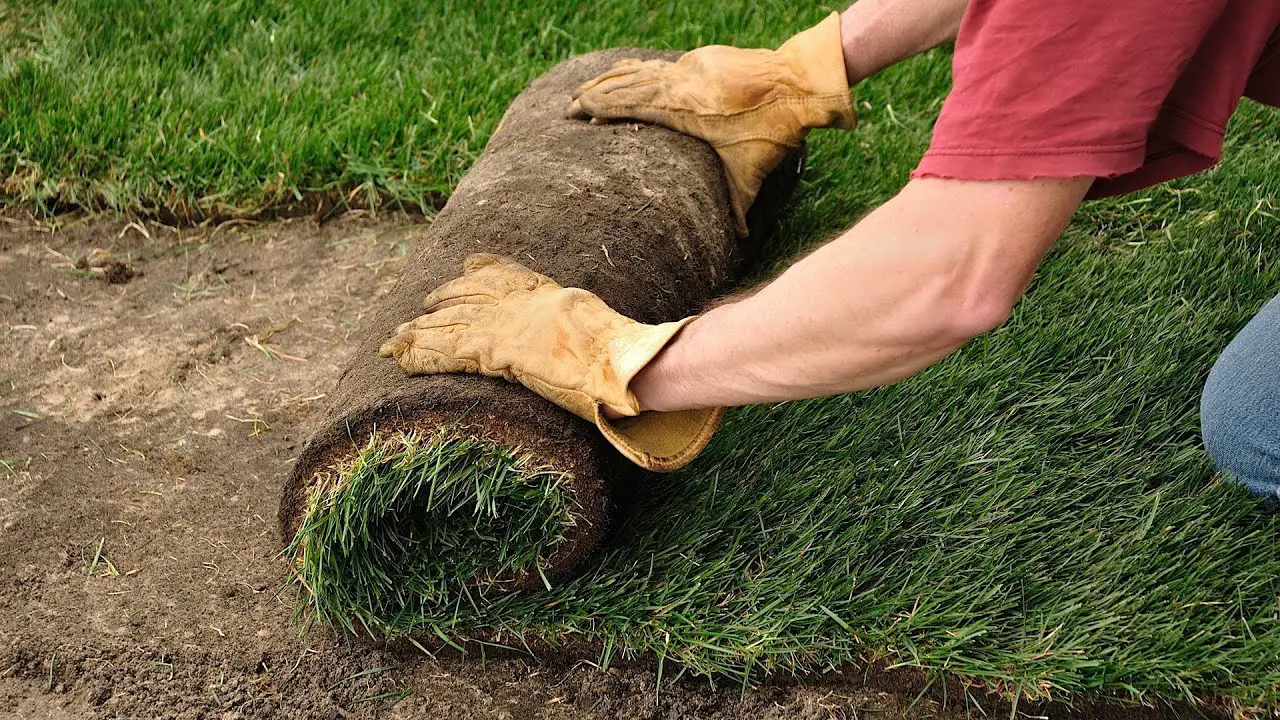 How to Plant a Lawn from Sod
