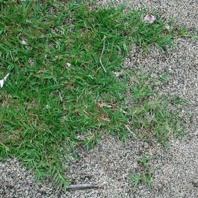 How to Plant Bermuda Grass Seed