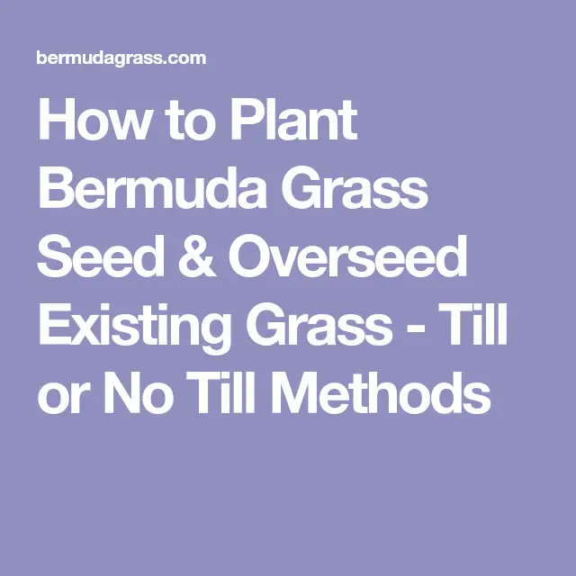How to Plant Bermuda Grass Seed &  Overseed Existing Grass