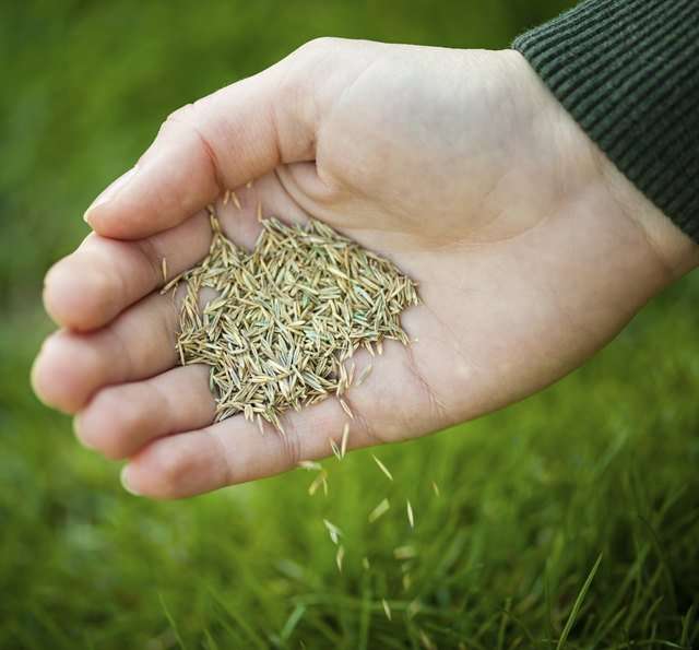 How to Plant Grass Seed in an Existing Lawn