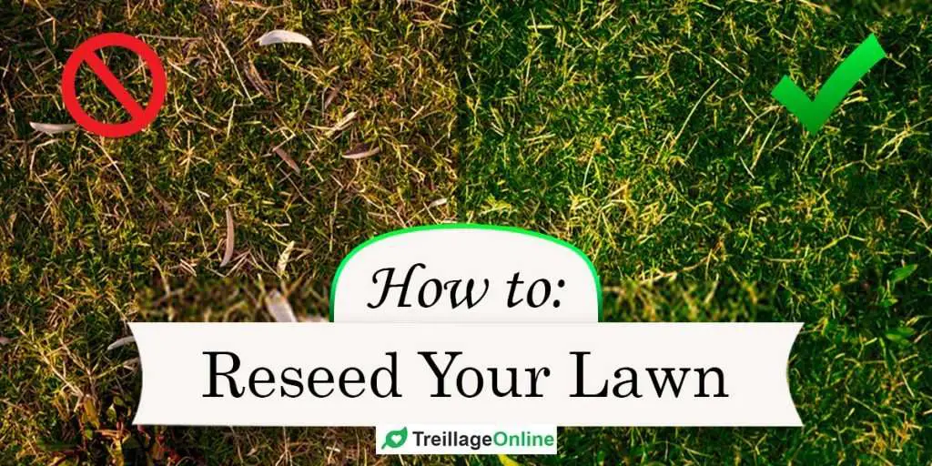 How To Prepare My Lawn For Overseeding / How To Overseed An Existing ...