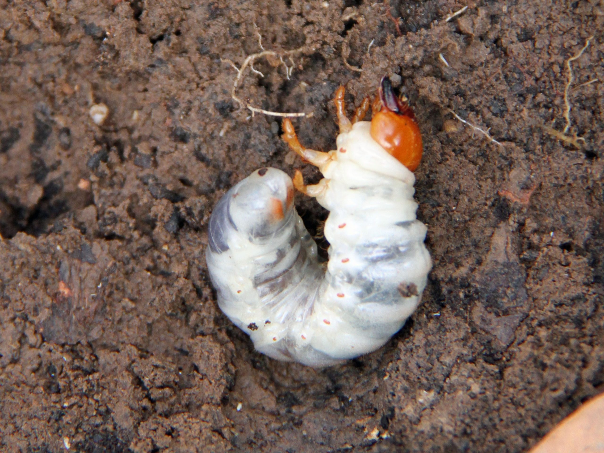 How to Prevent and Deal With Lawn Grubs