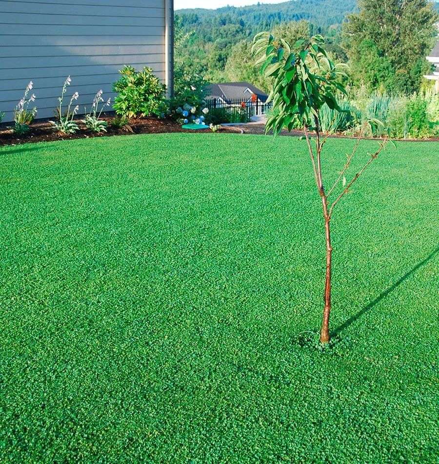 How To Prevent Clover In Lawn
