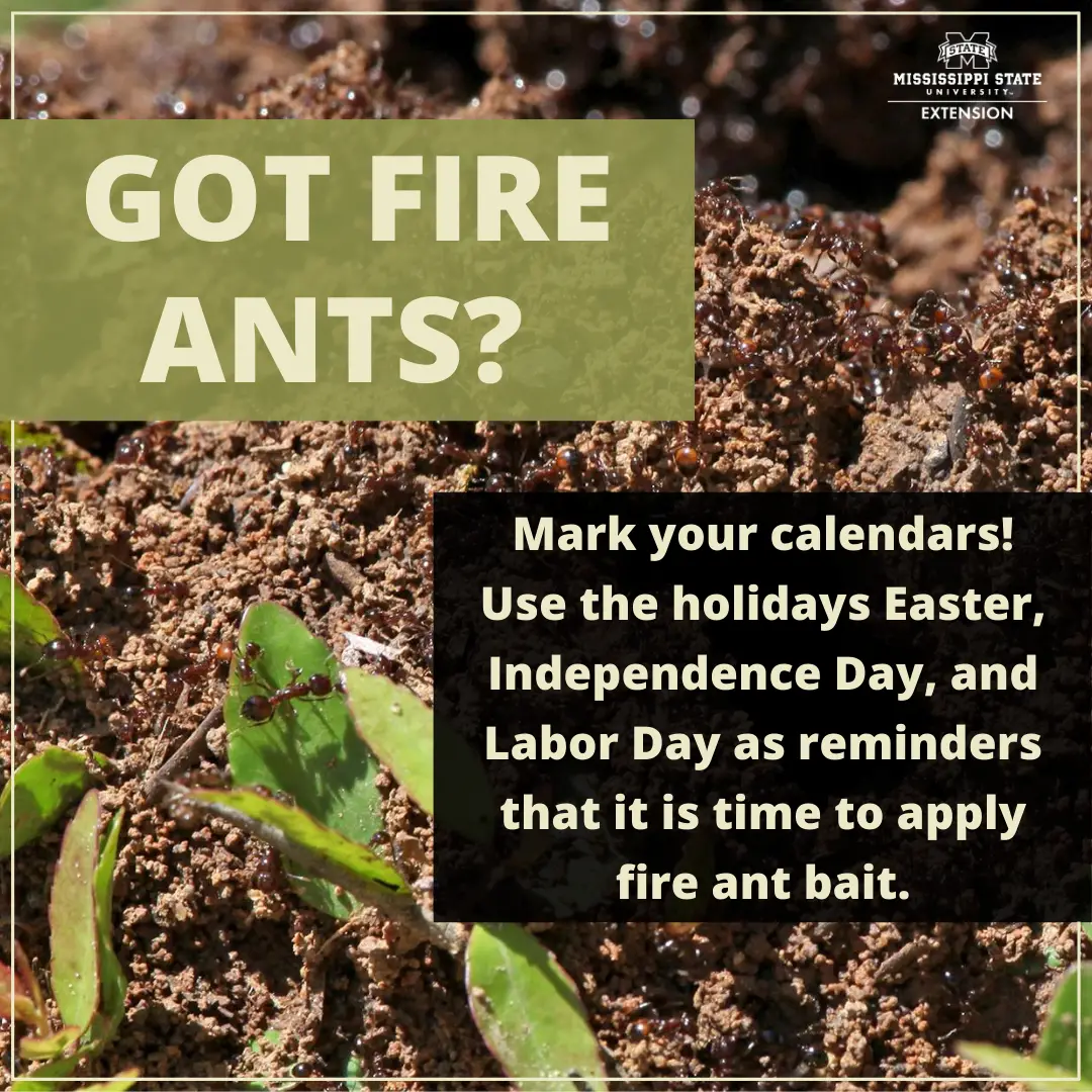 How to Reduce Fire Ants in Your Yard