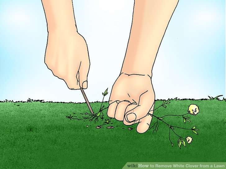 How to Remove White Clover from a Lawn: 6 Steps (with Pictures)