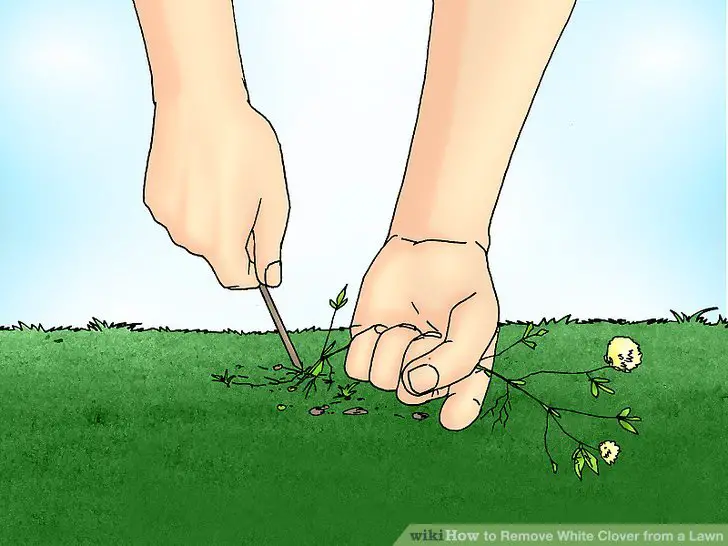 How to Remove White Clover from a Lawn: 6 Steps (with ...
