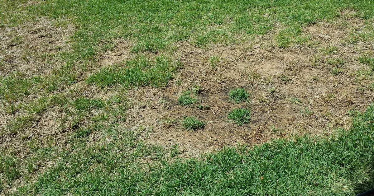 How to repair a lawn and get rid of patches and brown spots