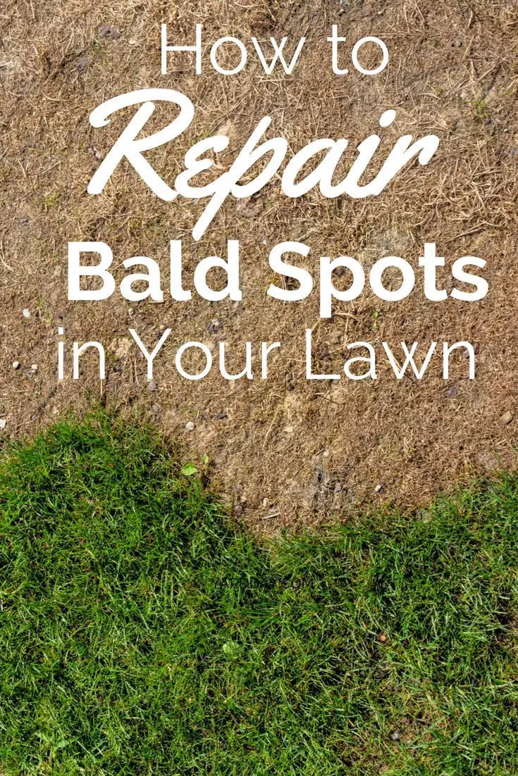 How to Repair Bald Spots in Your Lawn (With images ...