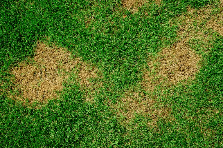 How to Repair Bare Patches in Your Lawn