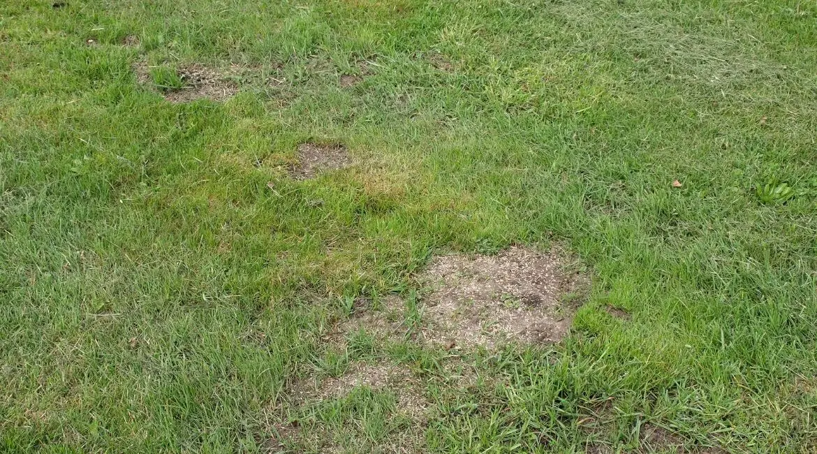 How to repair damaged lawn in spring