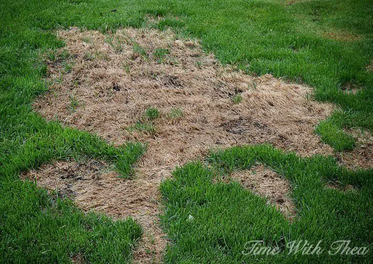 How to Repair Dead Grass Spots Damaged By Dog Urine In 3 Easy Steps ...
