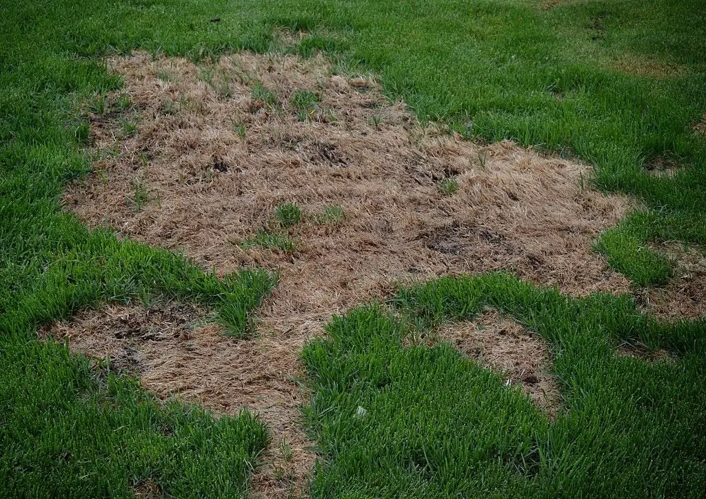 How To Repair Grass Damaged By Dog Urine