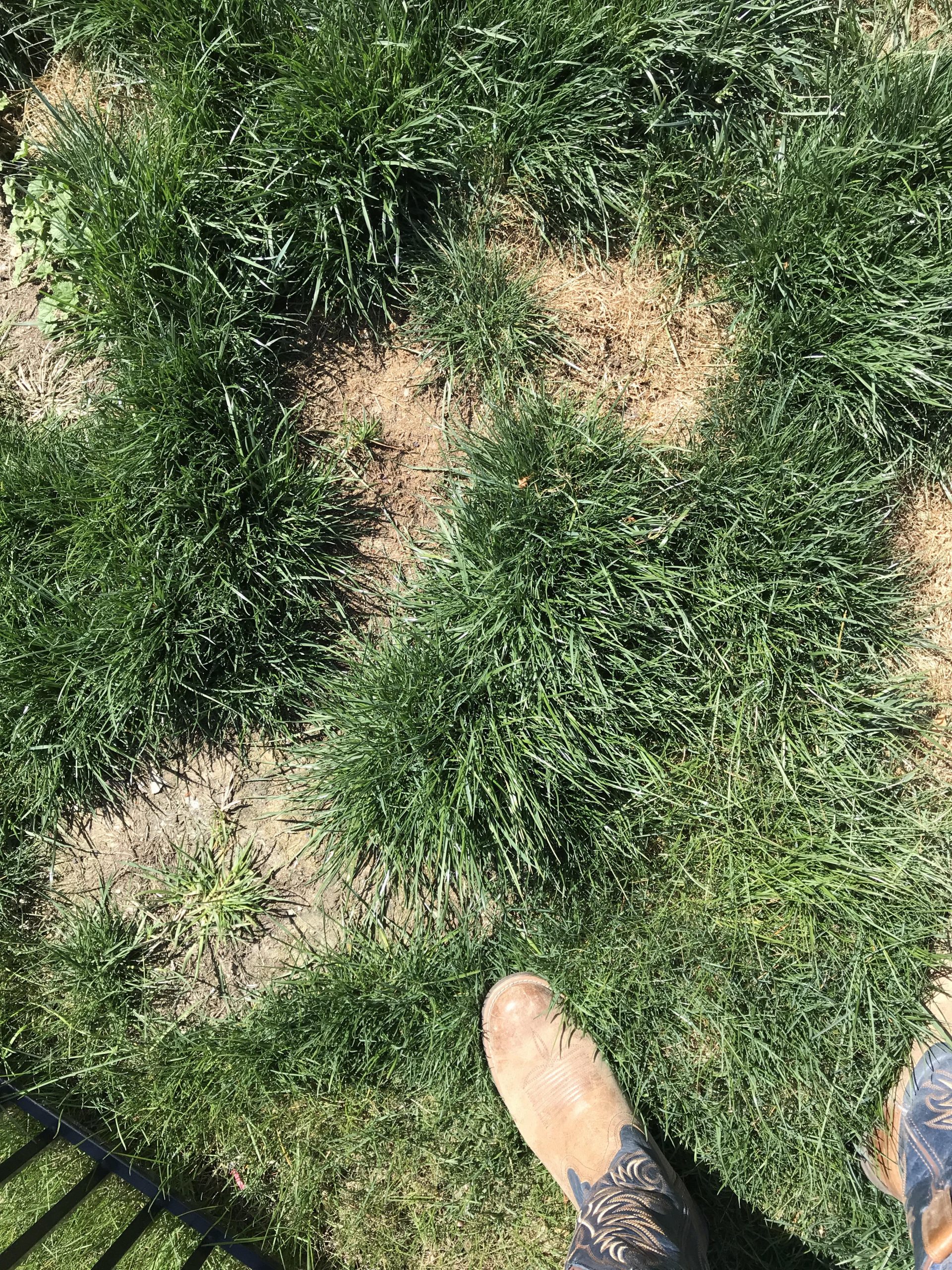 How to repair patches like this in my lawn? Can I just add ...