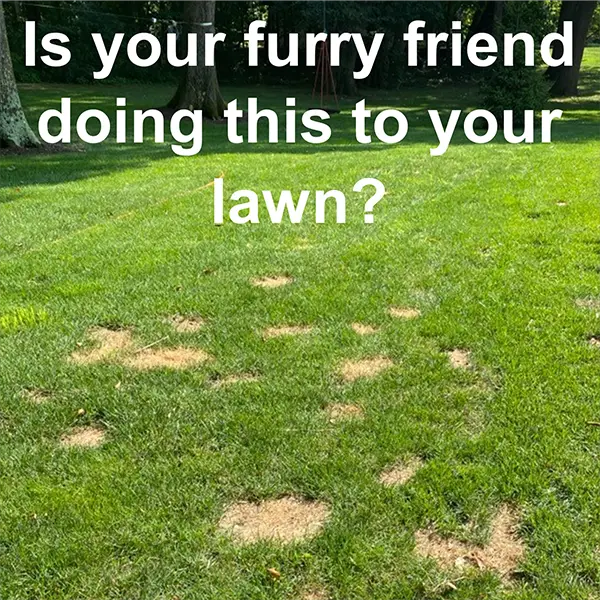 How to Repair &  Prevent Dog Urine Lawn Damage