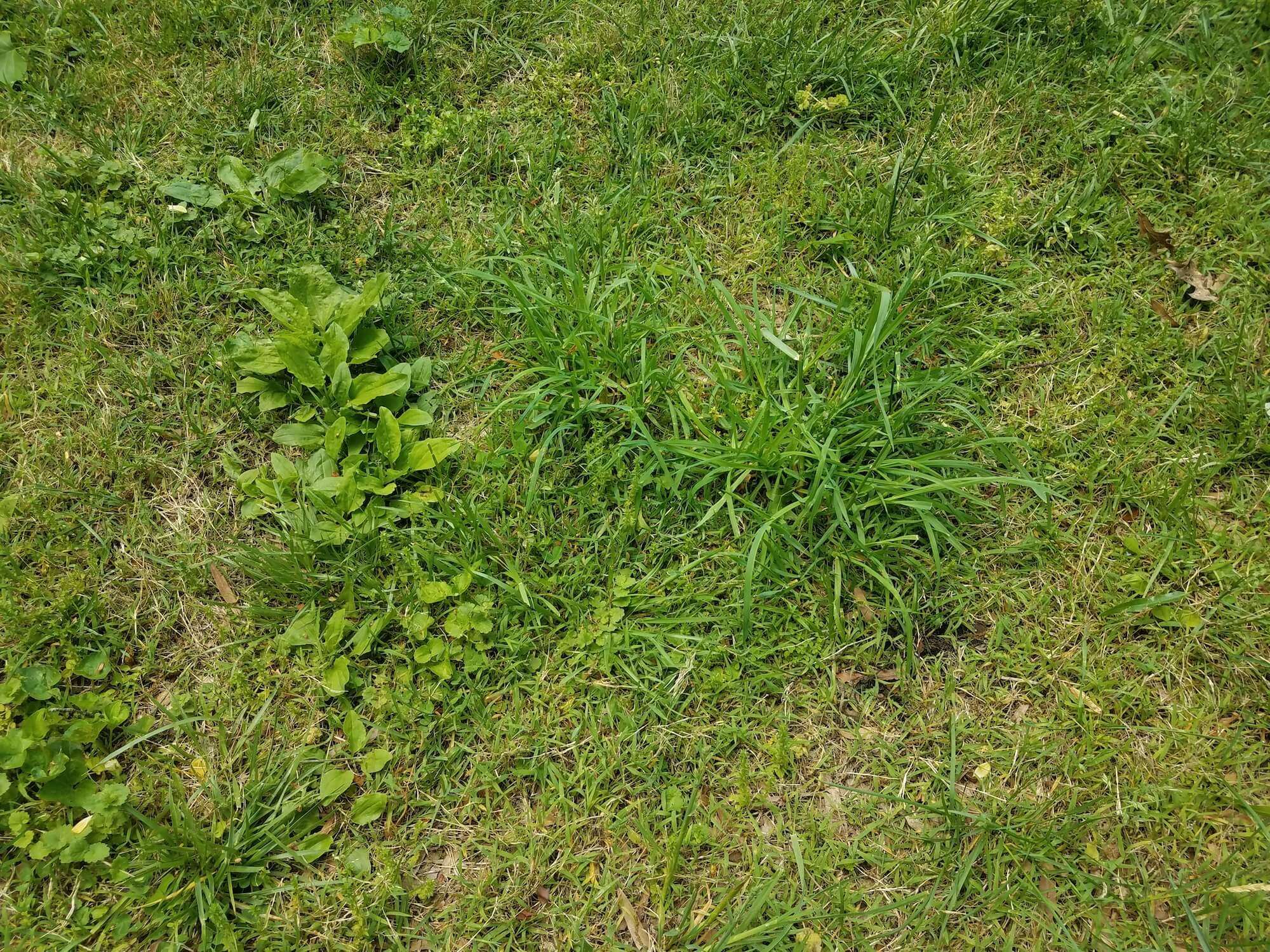 How to Restore a Lawn Full of Weeds
