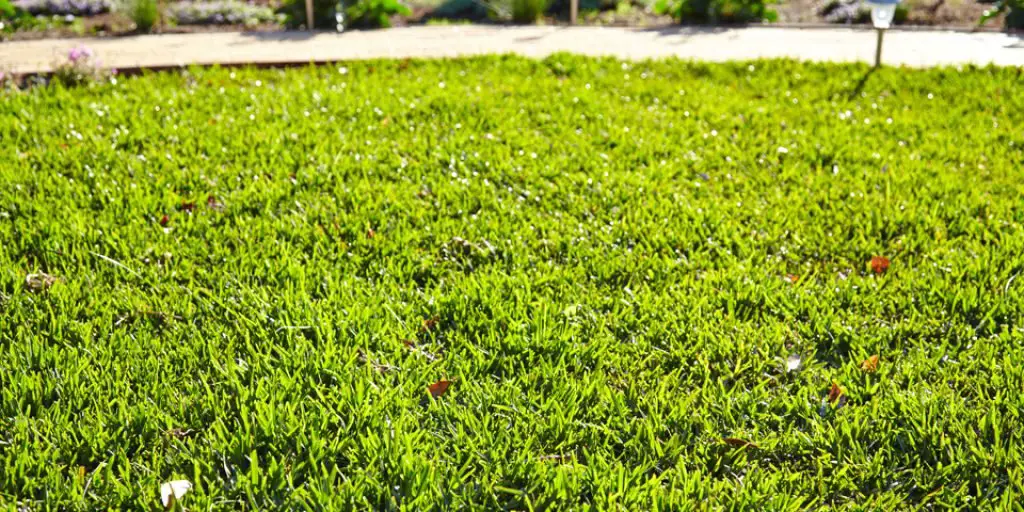 How To Revive A Lawn