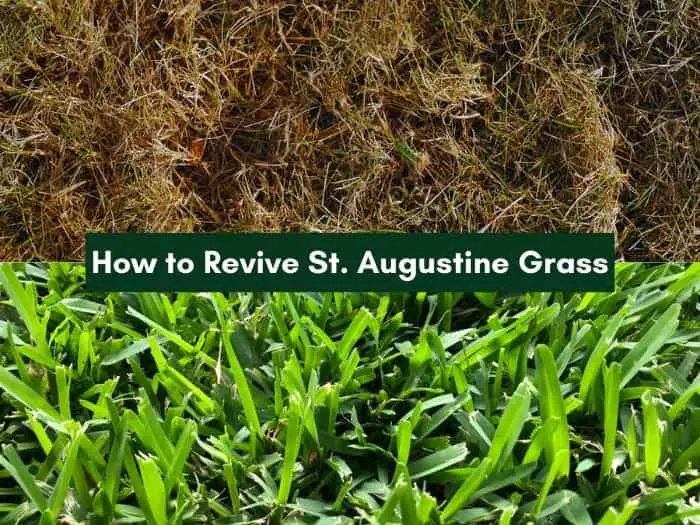 How to Revive St. Augustine Grass and Get it to Grow Back ...