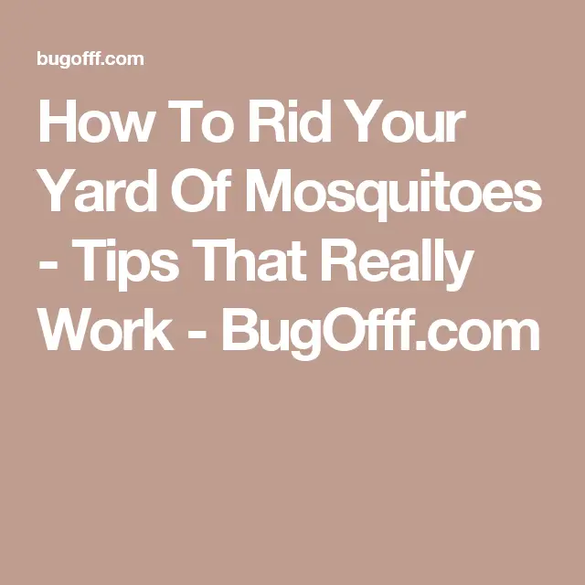 How To Rid Your Yard Of Mosquitoes