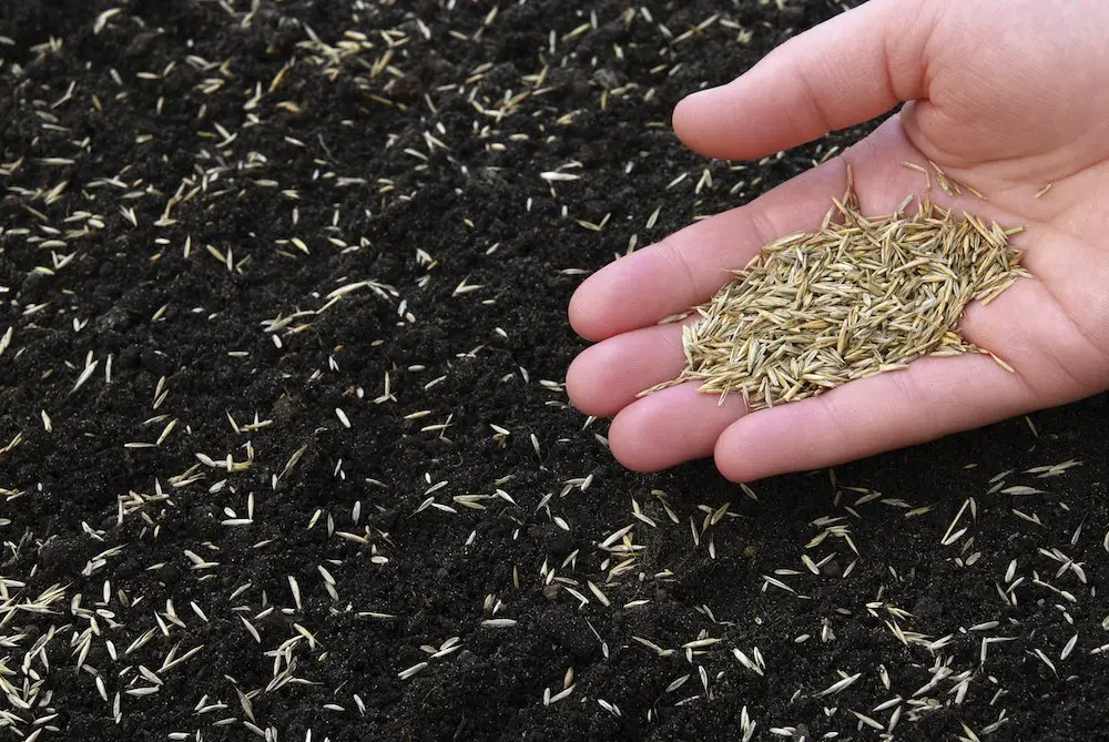 How to Sow Grass Seed