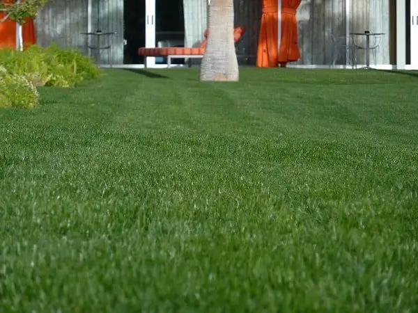 How to Start a New Lawn from Scratch
