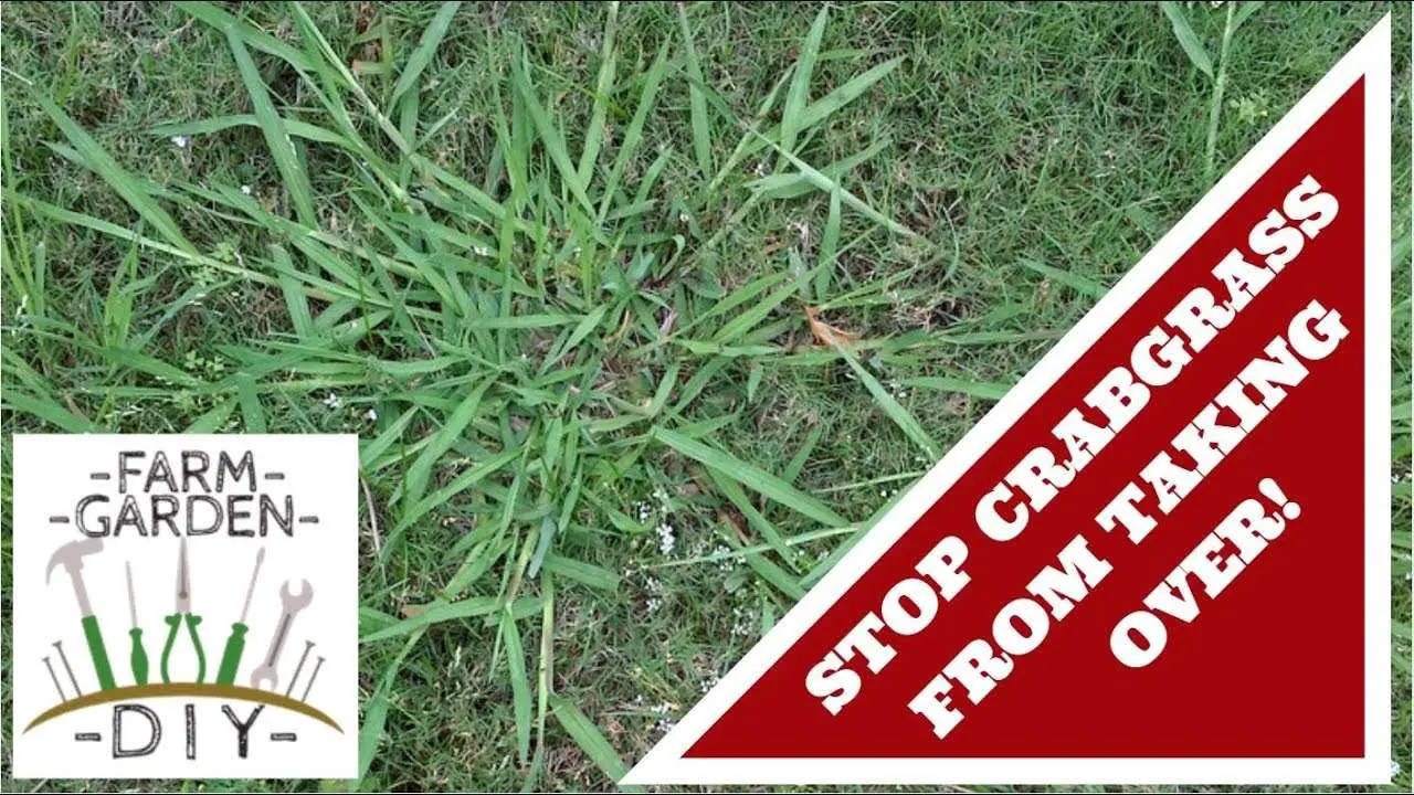 How to stop and prevent crabgrass!
