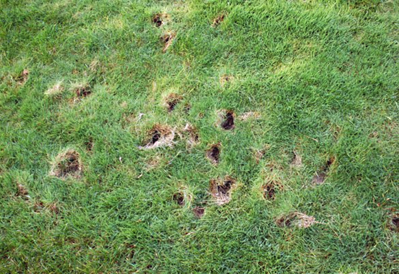 How to Stop Animals from Digging up the Lawn