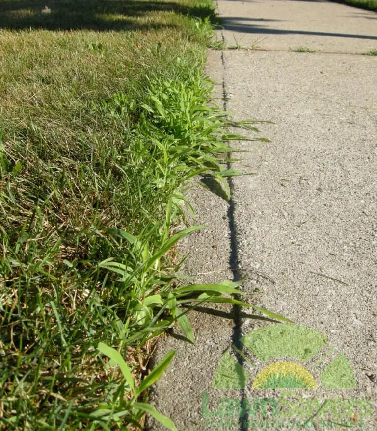 How to stop Crabgrass from spreading