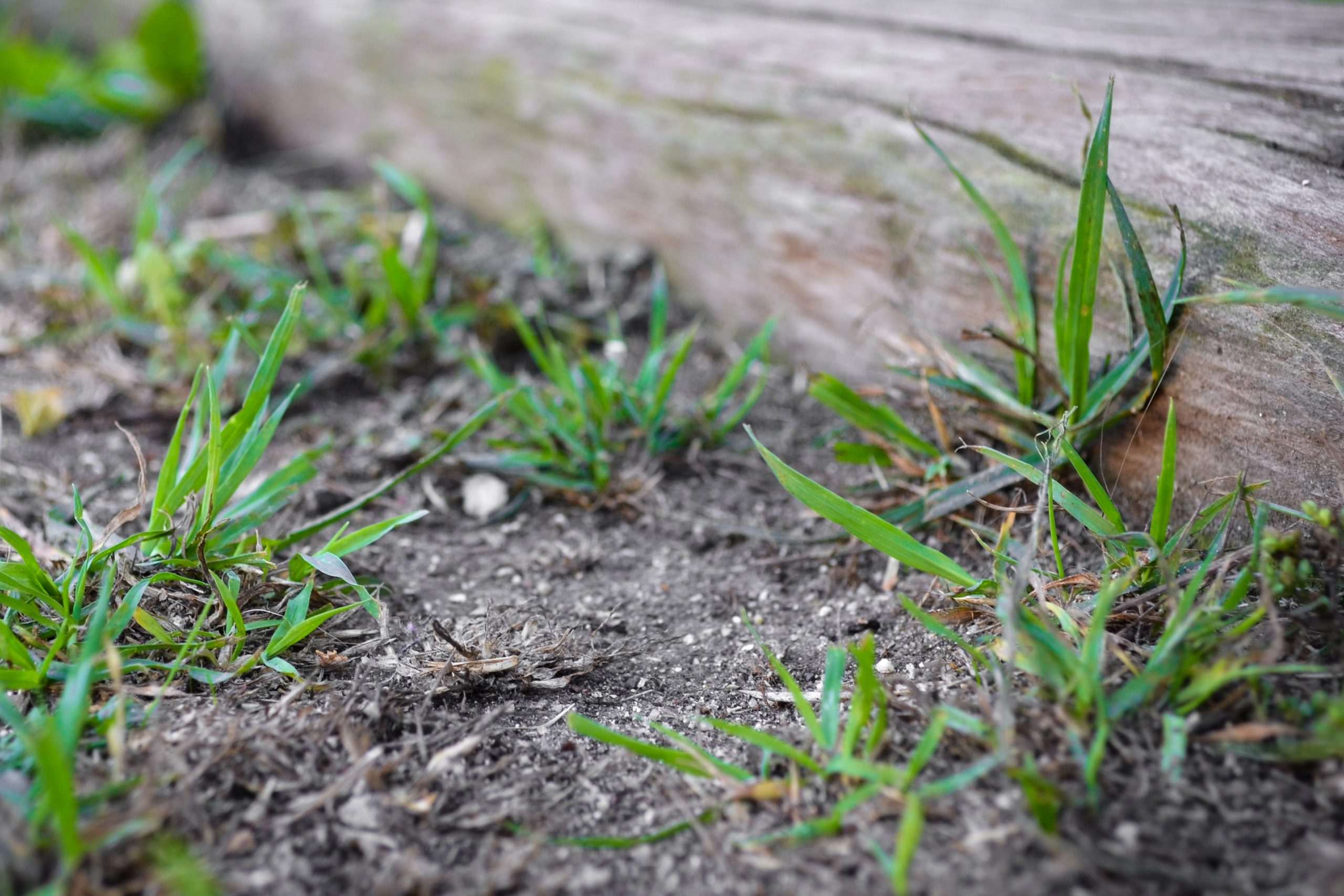 How to Stop Grass &  Weeds From Growing Close to a Fence