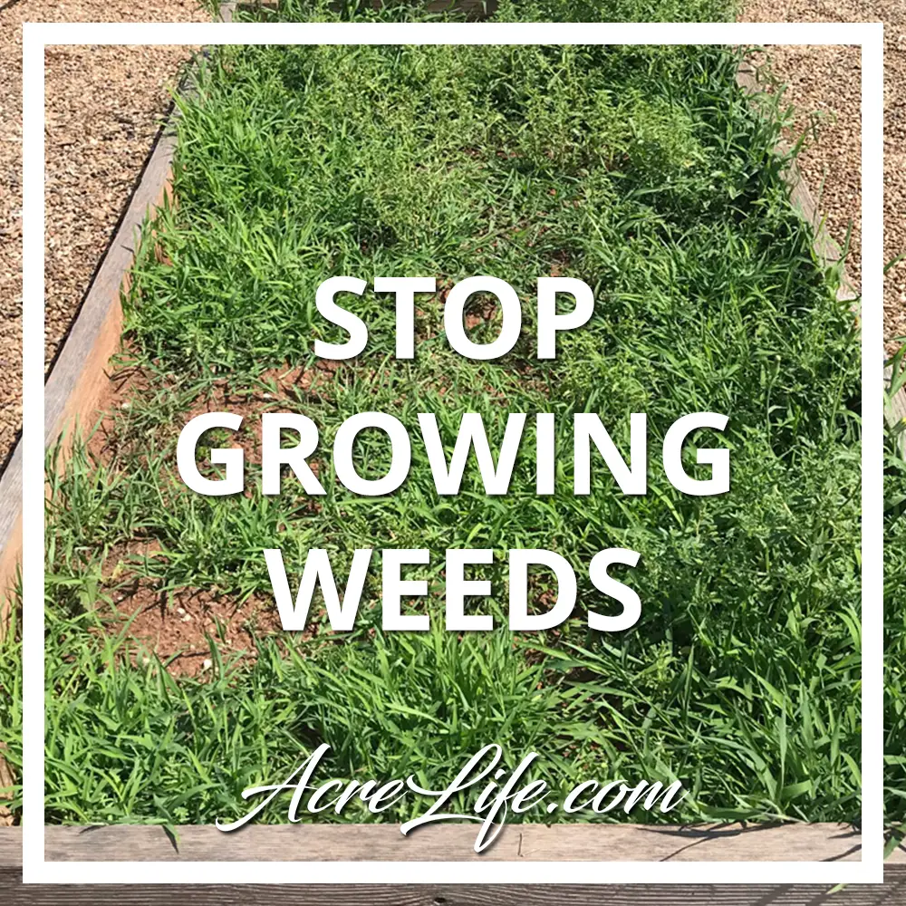 How to Stop Growing Weeds and Grass in Your Garden